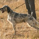 la-afonia-perros-de-caza-prin