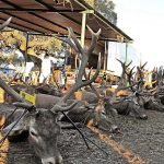 monteria-Benavente-Riberos