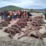 monteria-Cerro-del-Moro