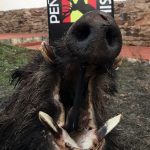monteria-Herdade-da-Defensa