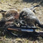 Los Tallares, buena montería cochinera en Riaza