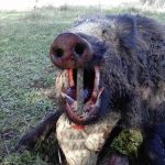 monteria-los-garabios
