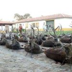 monteria-ribera-alta-el-picao