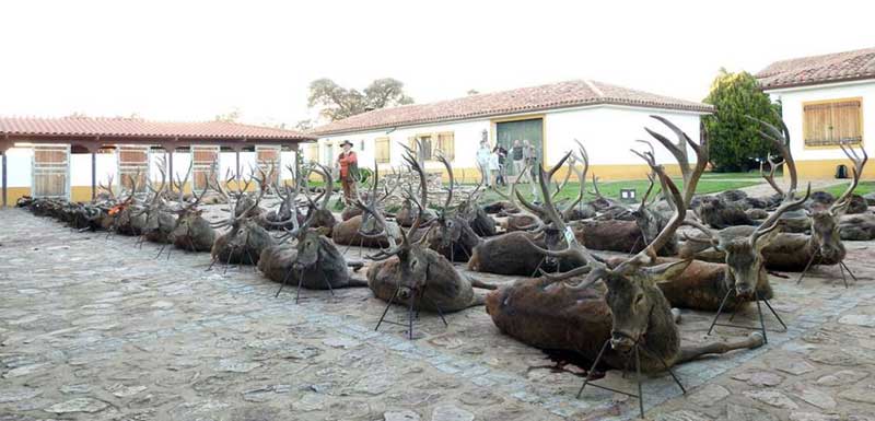 monteria-ribera-alta-el-picao