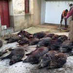 monteria-zorreras