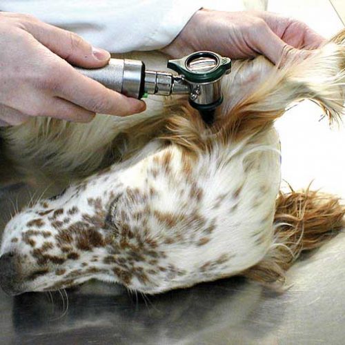 Las 7 etapas del tratamiento de otitis crónica en perros de caza