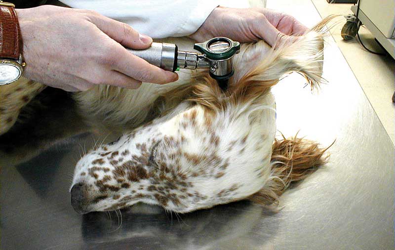 Circular Aleta Puntuación Las 7 etapas del tratamiento de otitis crónica en perros de caza | Trofeo  caza