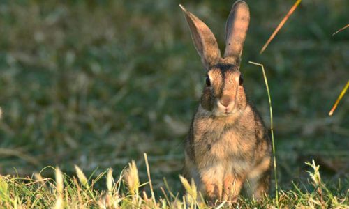 ¿Es posible recuperar el conejo en un coto sin repoblar?