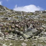 cabra-montes-artemisan