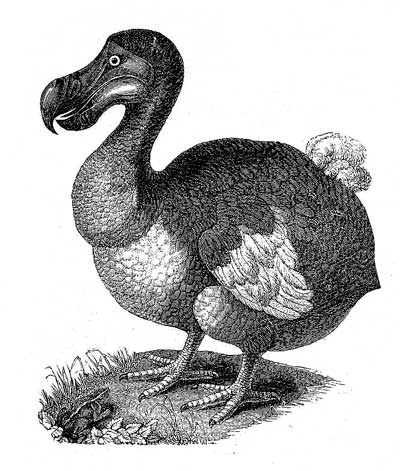 extinciones-dodo