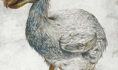 Crónica de la extinción de 3 parientes de las palomas