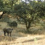 tuberculosis-jabali.prin