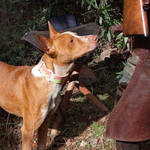 La Junta trabaja en el cambio de la norma de desparasitación de perros de caza