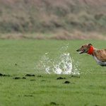 Galgo_con_liebre_OKOK