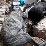 Noticias-Cuenca_perros_tarancon