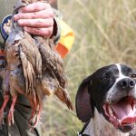 cazador_perdiz_perro