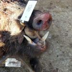 monteria-Cabrahigos-La-Solana