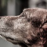 Perros abandonados