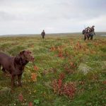 bienestar-animal-onc