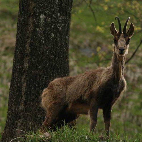 Cómo solventar las dificultades de la caza del sarrio en el bosque