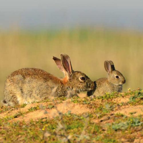 5 Características que determinan el éxito de los cercados de conejos