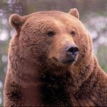 el-oso-pardo-prin