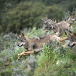 lobo-PACMA-ASTURIAS-
