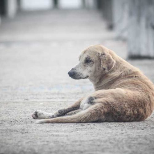 El 87% de los perros abandonados no son de caza