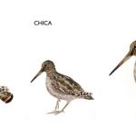 Agachadizas-especies.-prinj