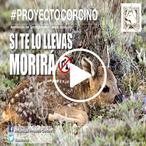 Proyecto Corcino 2018