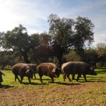 Fotos-cerdo-iberico