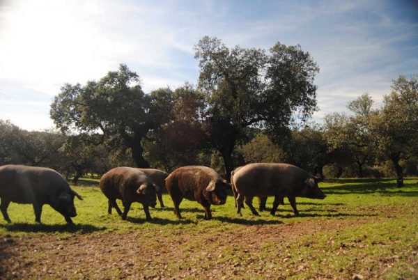 Fotos-cerdo-iberico