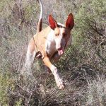 Podenco-canario