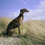 Robo-perros-galgo-ok
