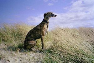 Robo-perros-galgo-ok