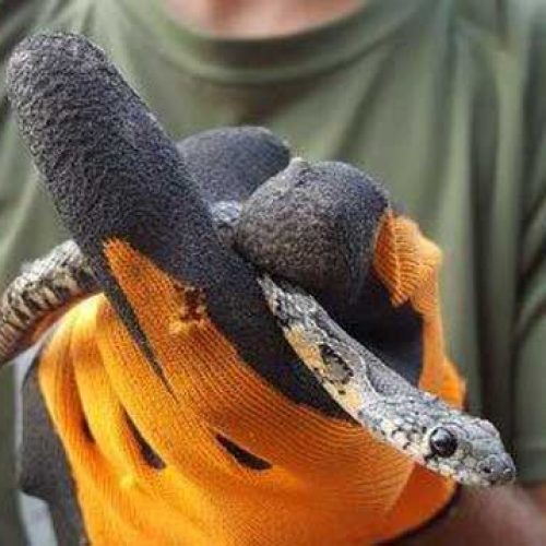 Los cazadores ibicencos controlan las serpientes que dañan el ecosistema