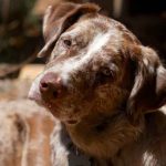 estimulacion-cachorro-prin
