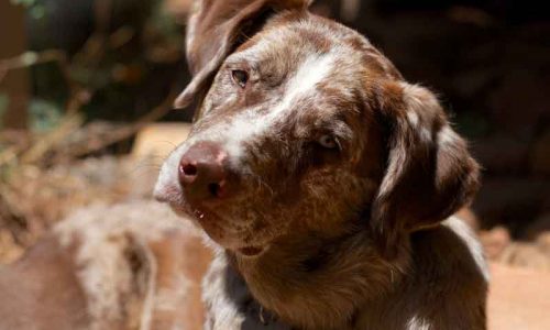 Ejercicios de estimulación para los primeros meses de un perro de caza
