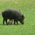 jabatos-con-madre