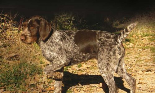 5 pasos para una buena sociabilización del perro de caza