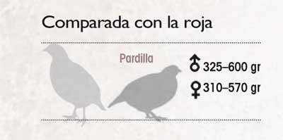 reportajes caza menor perdiz-pardilla-comparada-roja perdiz-pardilla-comparada-roja