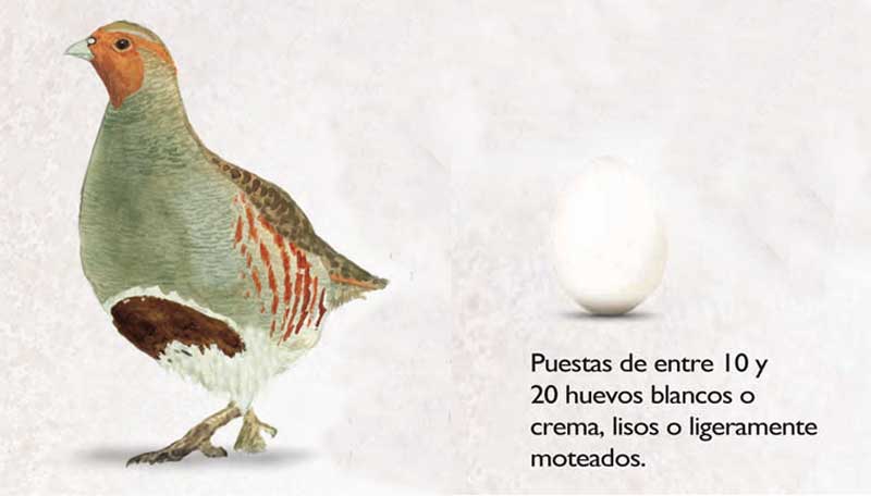 caza menor perdiz-pardilla-imagen perdiz-pardilla-imagen