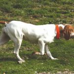 Collar-perro-de-caza-prin