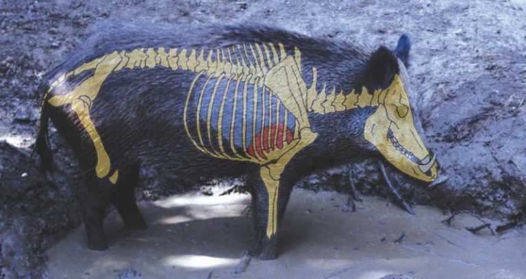 Disparo-perfecto-jabali-de-lado