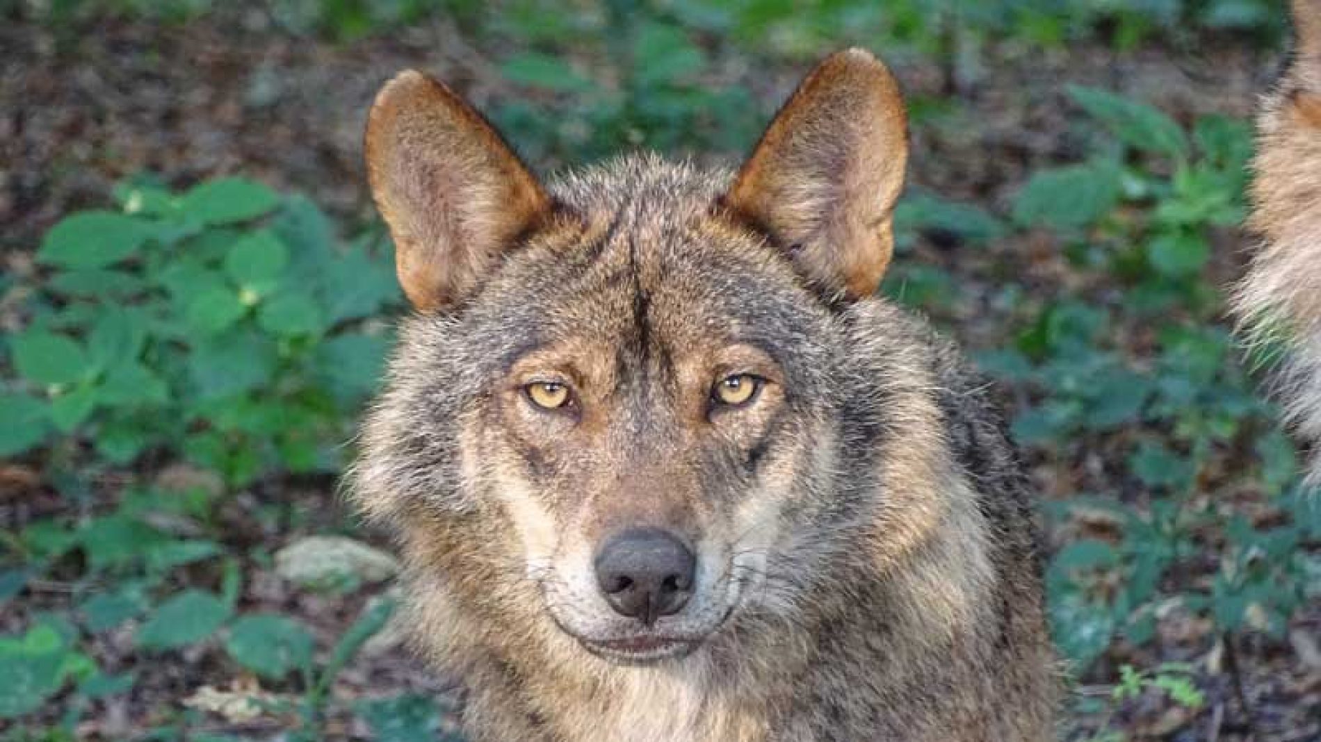 Indignación en el mundo rural por la suspensión cautelar de la caza del lobo