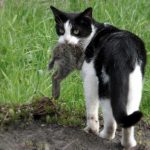 gato-comiendo-raton