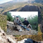 ibice-bezoar-prin