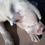 perros-de-caza-problemas-piel-prin