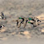 4-cosas-patos-prin