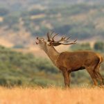 disparo-perfecto-venado-prinok